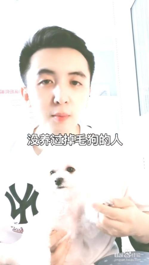 适合女生养的狗狗有哪几种 百度经验