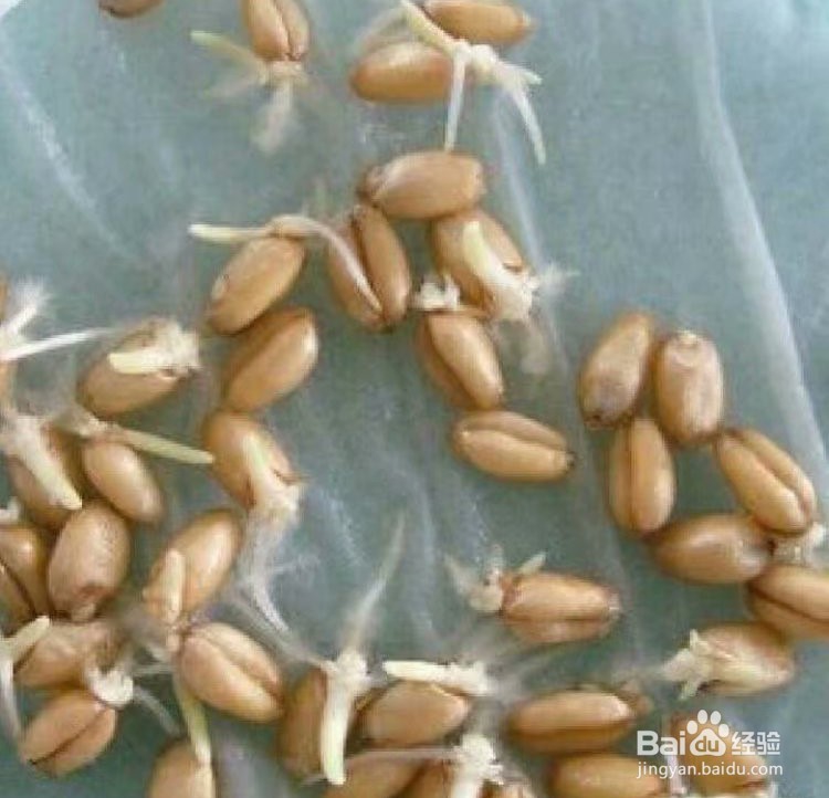 麦芽糖的做法大全