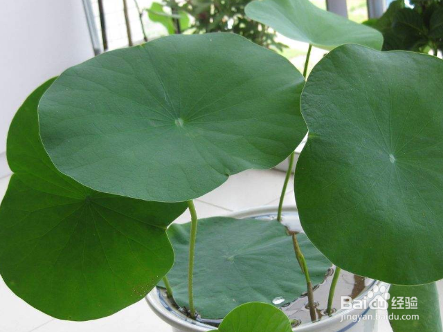 在家应该怎样养殖碗莲？