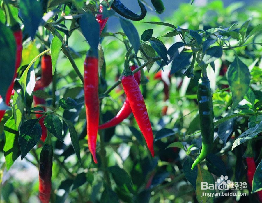 2021年吉林财经大学成人高考专升本报名