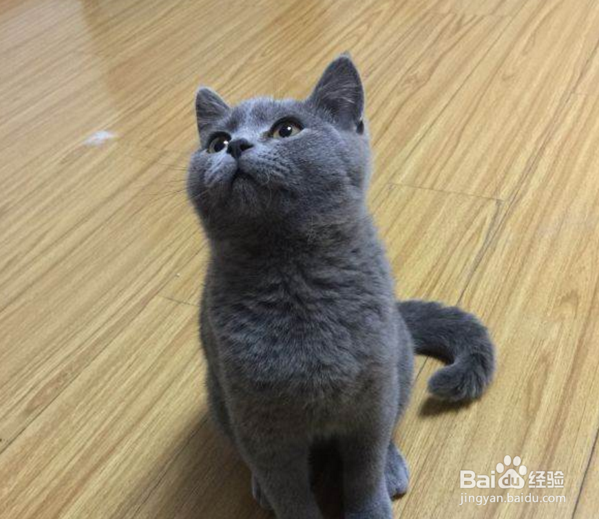养英短蓝猫需要注意些什么呢