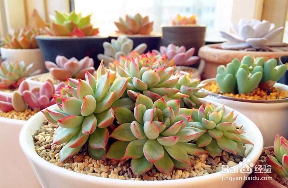 新手怎么养多肉植物