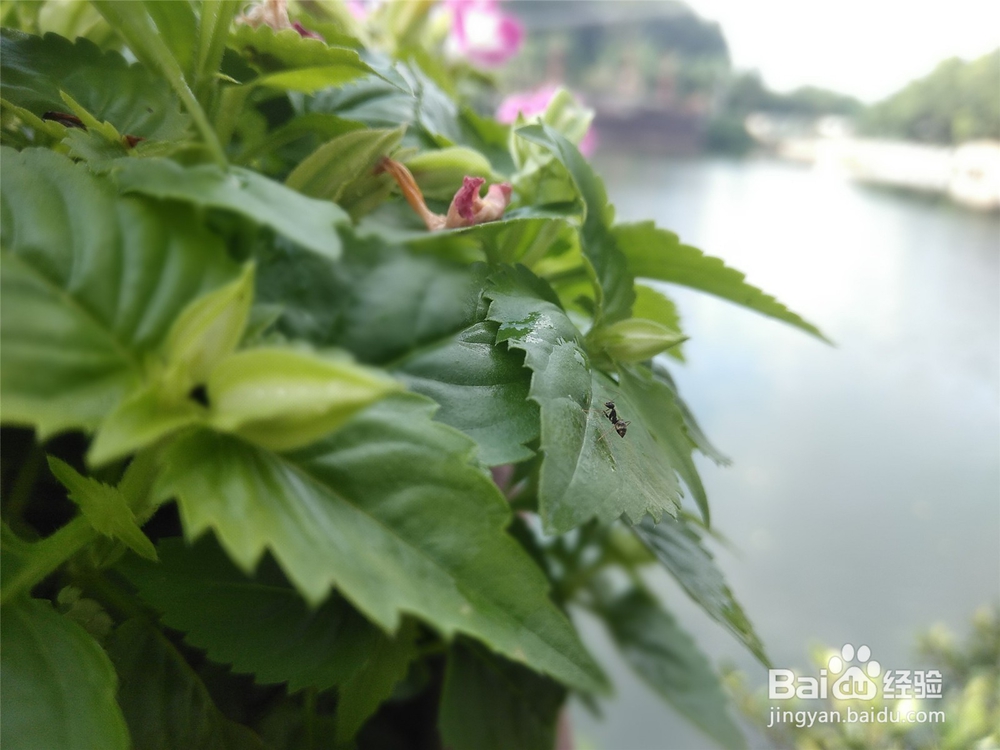 双摄千元旗舰中兴小鲜5手机深度体验