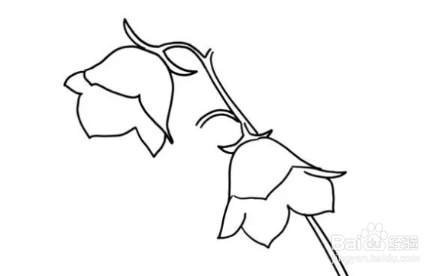 风铃草简笔画