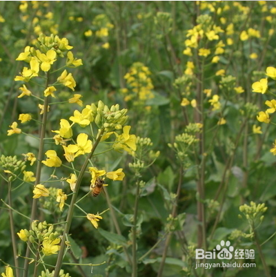 宝宝长湿疹怎么办