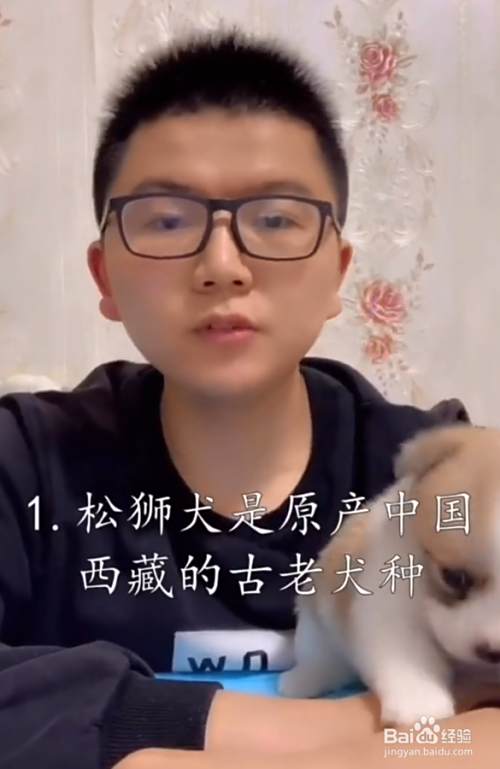 中国特有的五大犬种 百度经验 中国特有的五大犬种 百度经验
