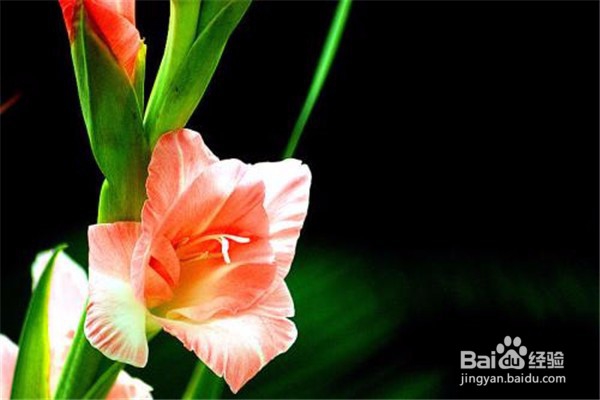 剑兰的养殖方法和注意事项都有什么？