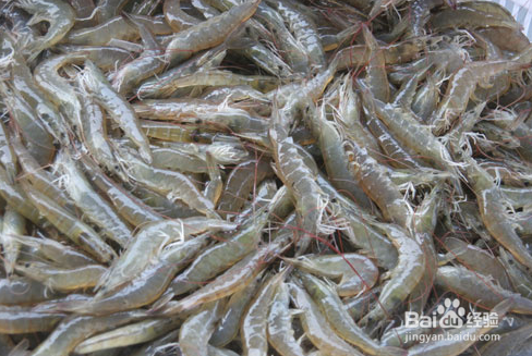 渔公码头海捕野生大虾和其他虾的区别