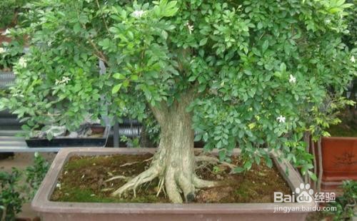 榕树的养殖方法和注意事项
