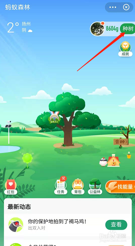 蚂蚁森林怎么种树