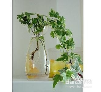 适合办公室内桌面水养植物