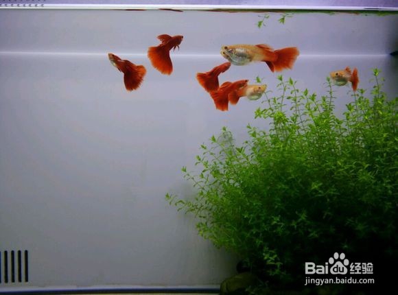 自己的孔雀鱼一胎才生十几条,原因有以下几点