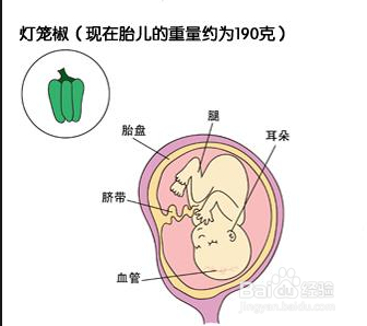 怀孕第五个月胎儿和准妈妈的症状