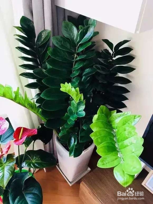 选盆很关键,4种花用小盆“挤着养”,才长得旺