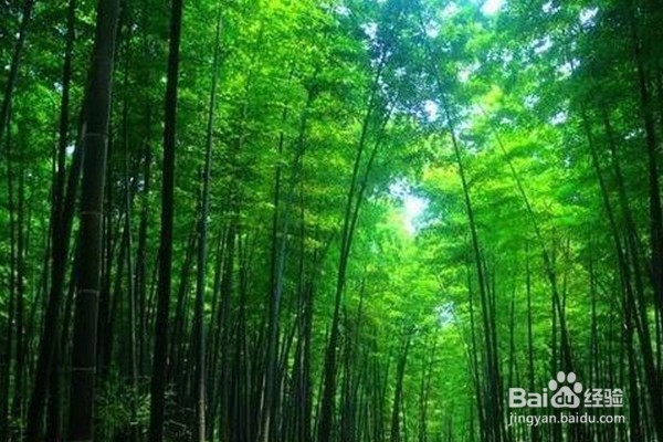 仙境蜀南竹海攻略