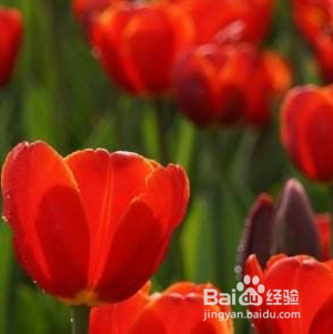 种花怎么种长得好