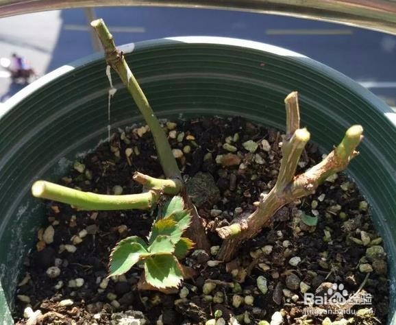 晒焦了月季花怎么养？