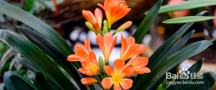 君子兰的养殖方法注意事项有哪些,这你知道吗?