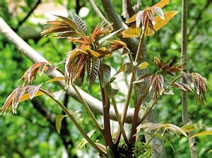 香椿面的另类做法