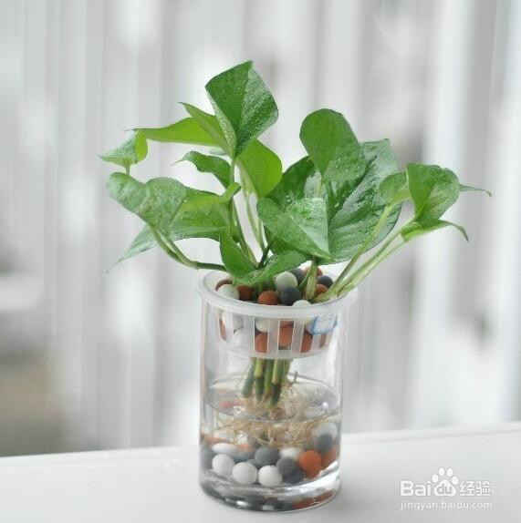 适合养在办公室的植物