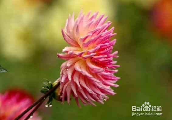 绣球花怎样养植