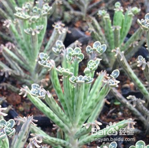 棒叶不死鸟怎么养