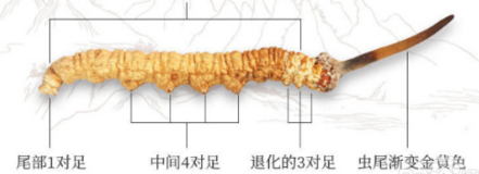 吃冬虫夏草有什么好处
