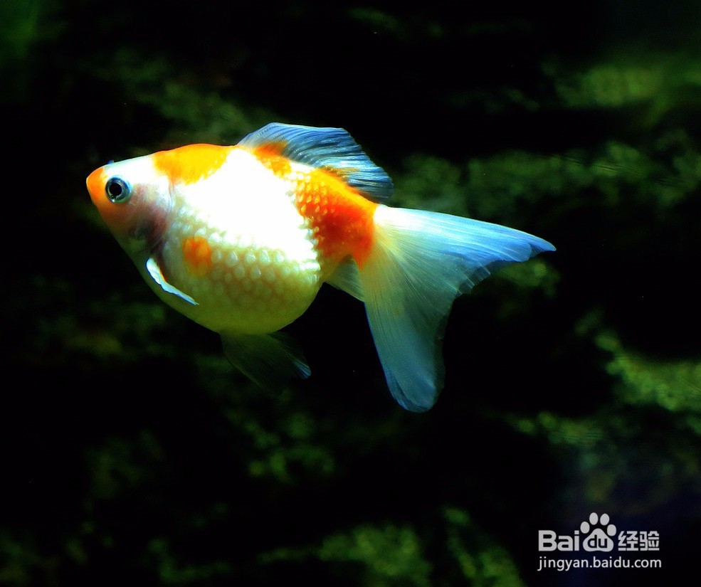 金鱼的头部、眼型、体型、鳞片变异的表现。