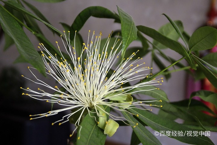 发财树的养殖方法和注意事项盆景怎么修剪