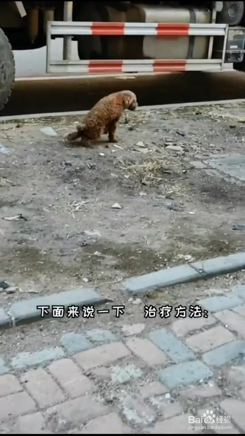 狗狗髌骨脱位了该怎么办