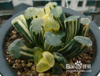 多肉植物万象怎么养