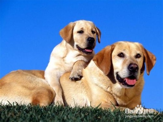 养拉布拉多犬需要注意什么事项