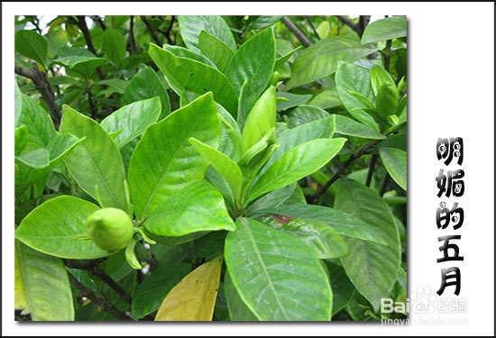 栀子花叶子发黄原因分析