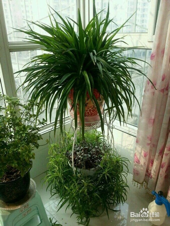 快速除甲醛的方法，让空气清新自然