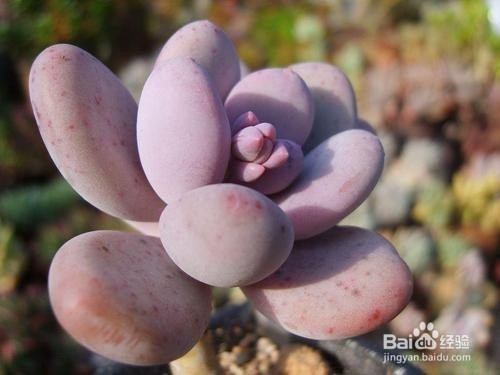 养肉先养根，根系健壮了多肉才能生长更旺盛！