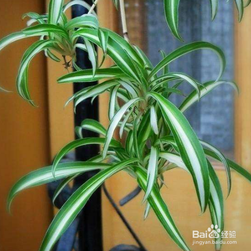 养殖银边吊兰的技巧有哪些？