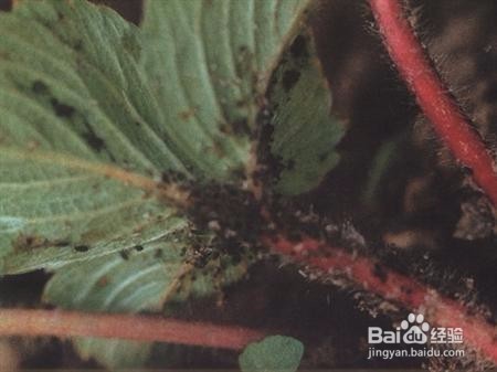 草莓栽培在花果期怎样管理