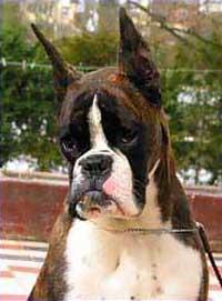 怎样给狗狗裁耳