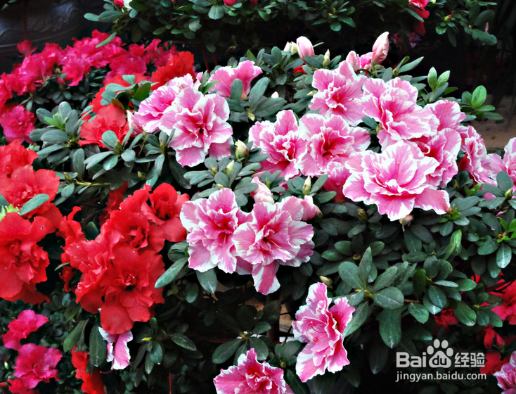杜鹃花养殖方法