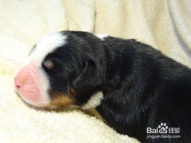 伯恩山犬的夏季养护