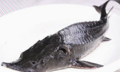 中华鲟怎么分公母