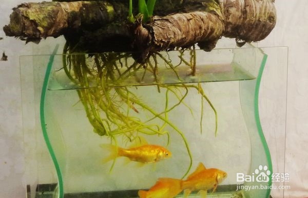 上海花卉盆栽租赁简介如何在水培植物下养鱼