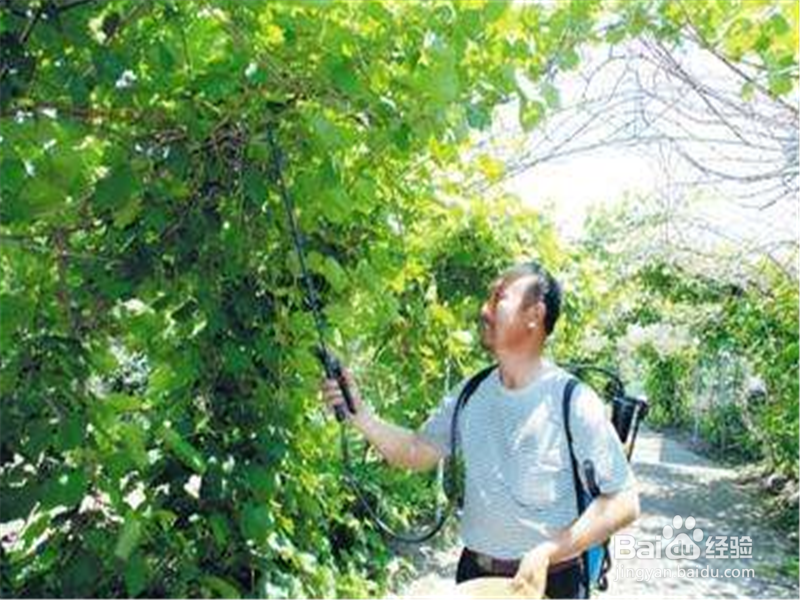 葡萄园毒蜂防治方法