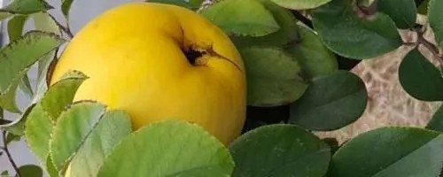 冰糖木瓜海棠果