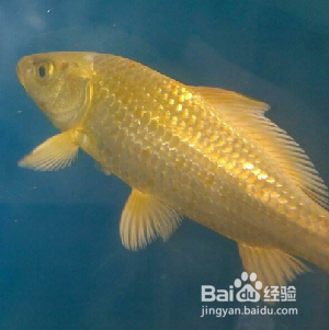 小鱼缸养什么鱼好养活