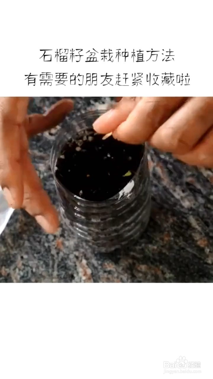 如何种植石榴盆栽