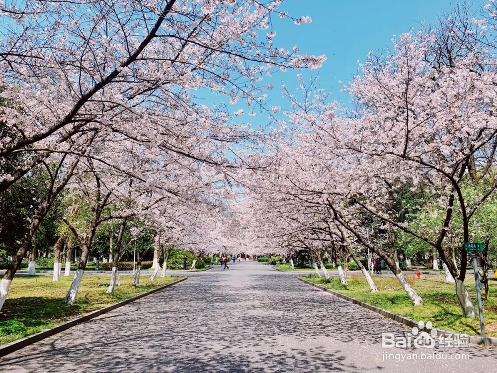 南京林业大学樱花