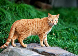 猫咪老叫怎么办?