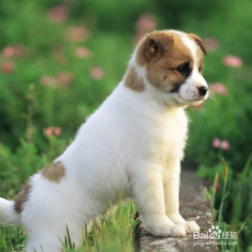 怎么训练狗狗在一个地方上厕所