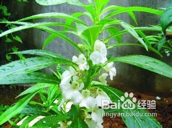 凤仙花怎么治灰指甲(凤仙花怎么治灰指甲最有效)